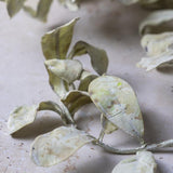 Cream Eucalyptus Stem