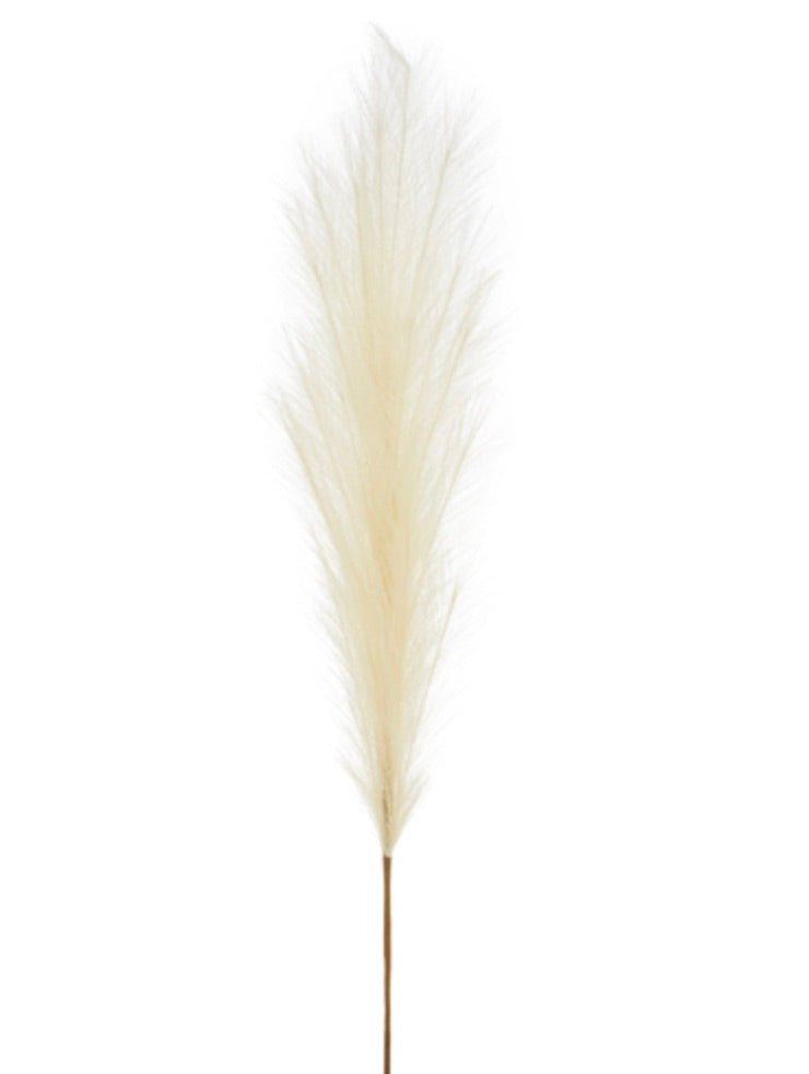 Creamy Pampas Grass