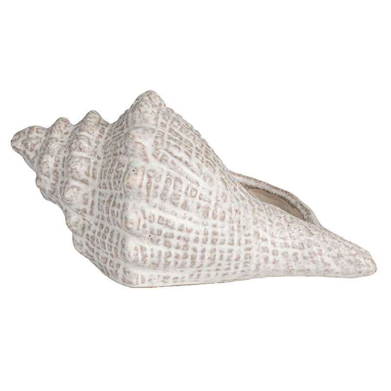 Conch Shell